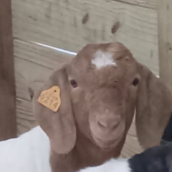 Meet your Posher, Evie - Picture 6 of 13